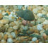 Kép 3/4 - Enterprise Tackle Imitation Snailz csiga imitáció